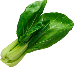 Salad Leaf
